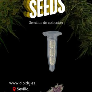 Semillas de colección Bubble Gum CBD